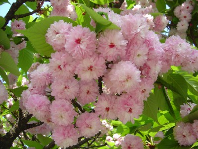 兼六園菊桜